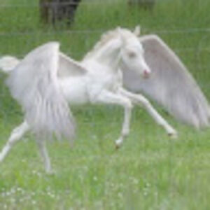 Meet your Posher, Yes